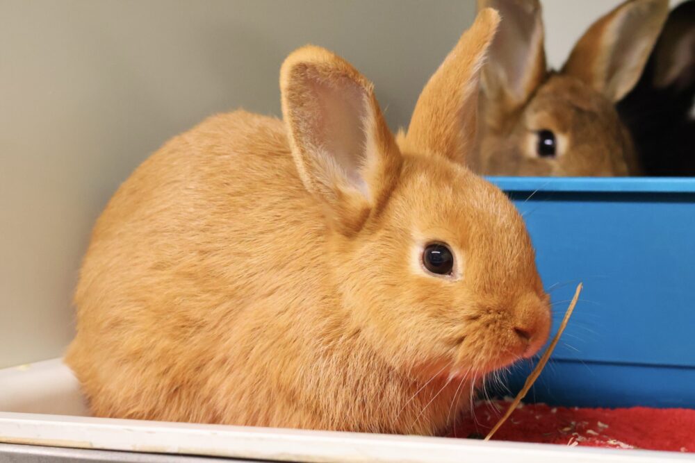 Zwergkaninchen Ronja
