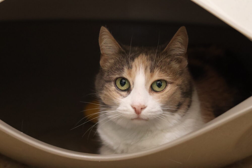 Europäisch Kurzhaar Rosita