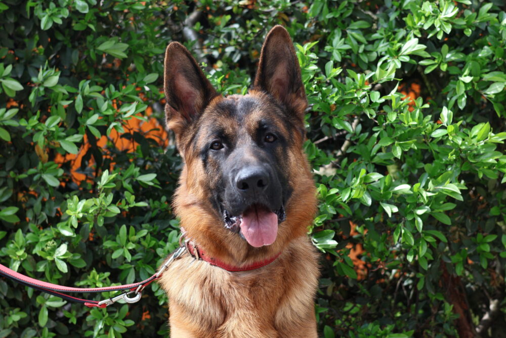 Deutscher Schäferhund Roy (von der Tanzdiele)