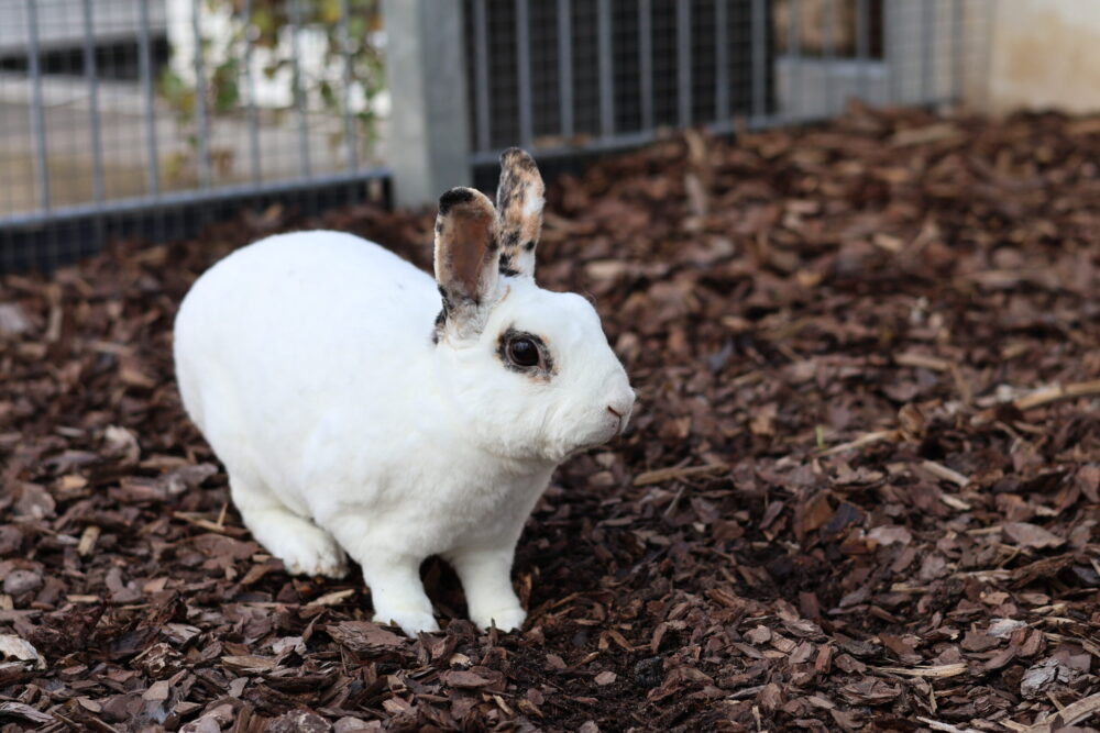 Rexkaninchen Schneeball