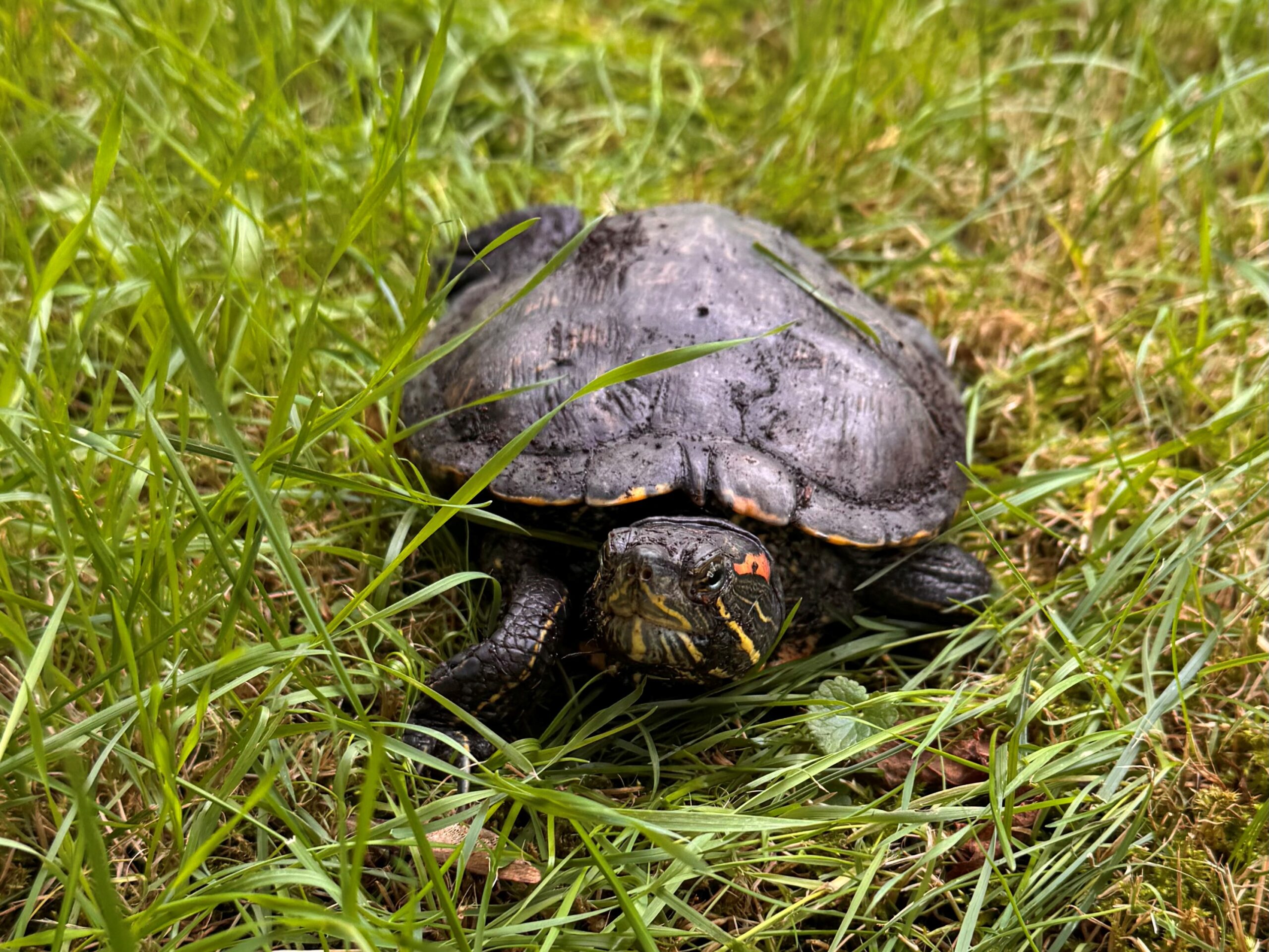 Rotwangen-Schmuckschildkröte Schweppes