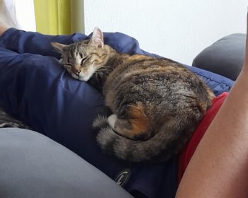 Europäisch Kurzhaar Teddy