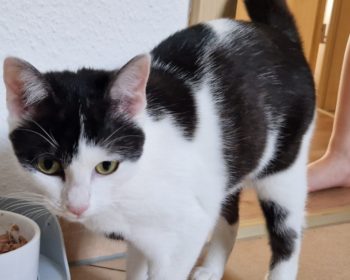 Katze Teddy