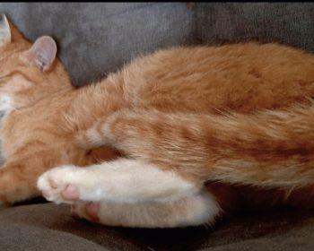 Katze Chilli