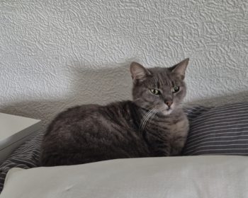 Russisch Blau Mix Mia