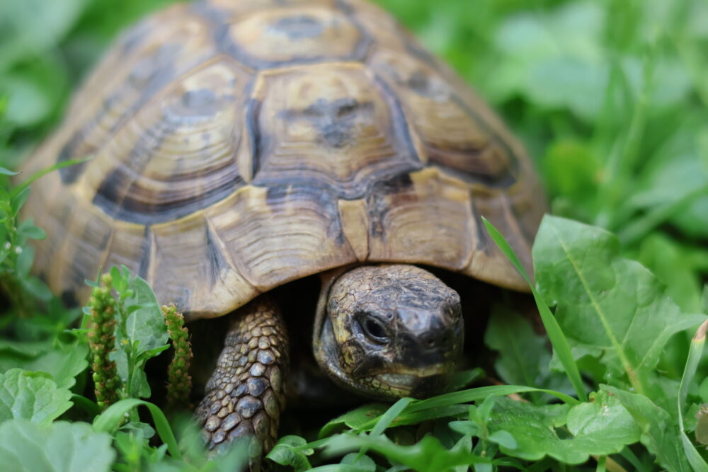 Griechischen Landschildkröte Suppchen