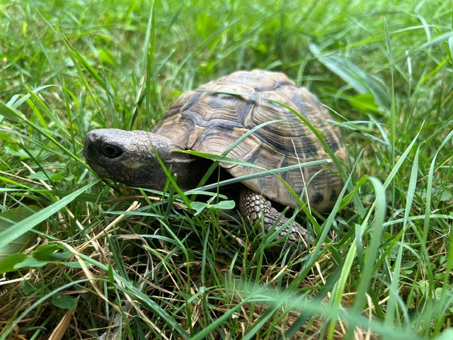 Griechischen Landschildkröte Suppchen
