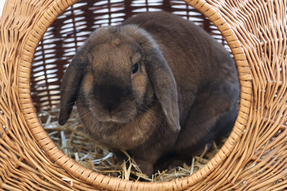 Zwergwidder  Ted Mosby