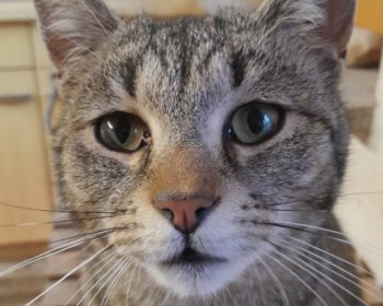 Europäisch Kuzhaar Tiger
