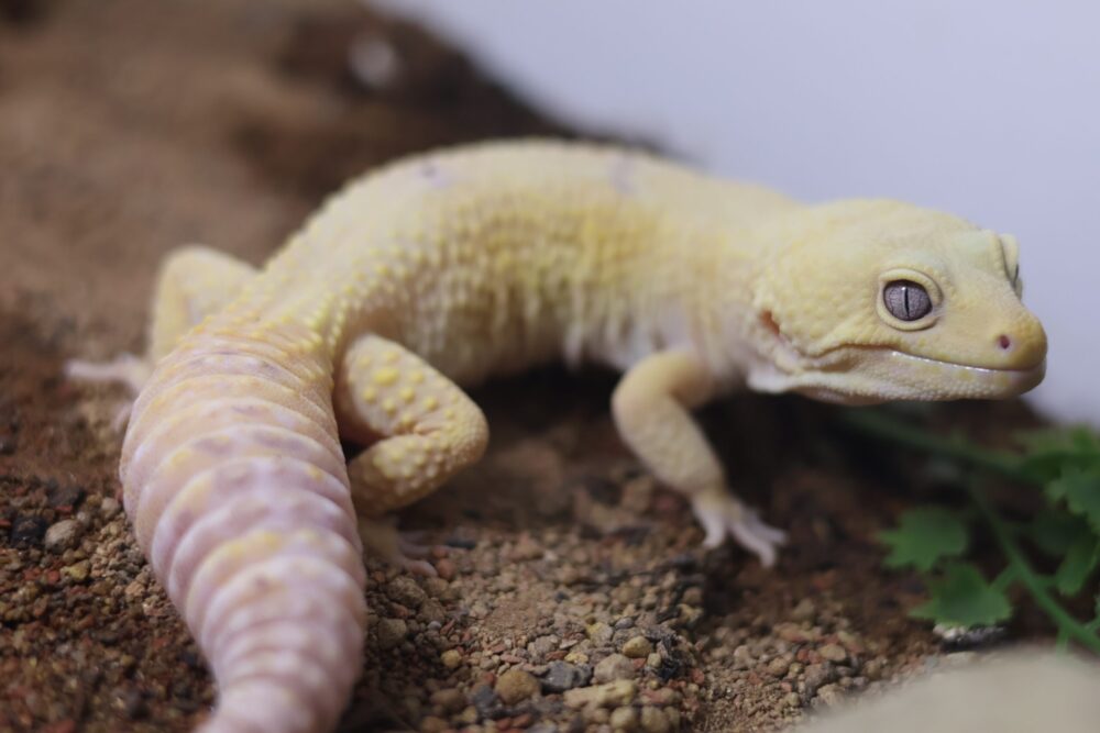 Leopardgecko Van Baker