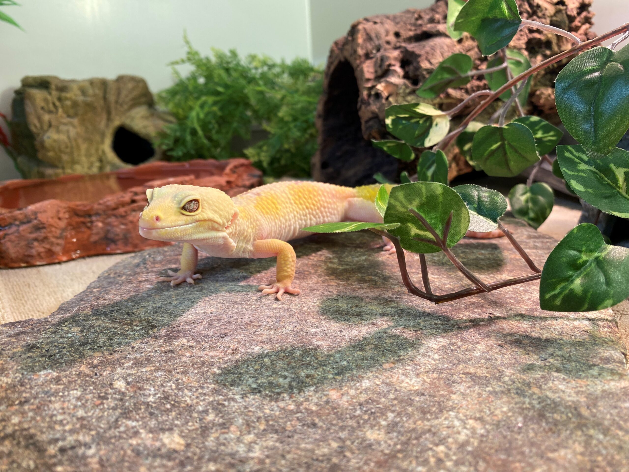 Leopardgecko Van Baker