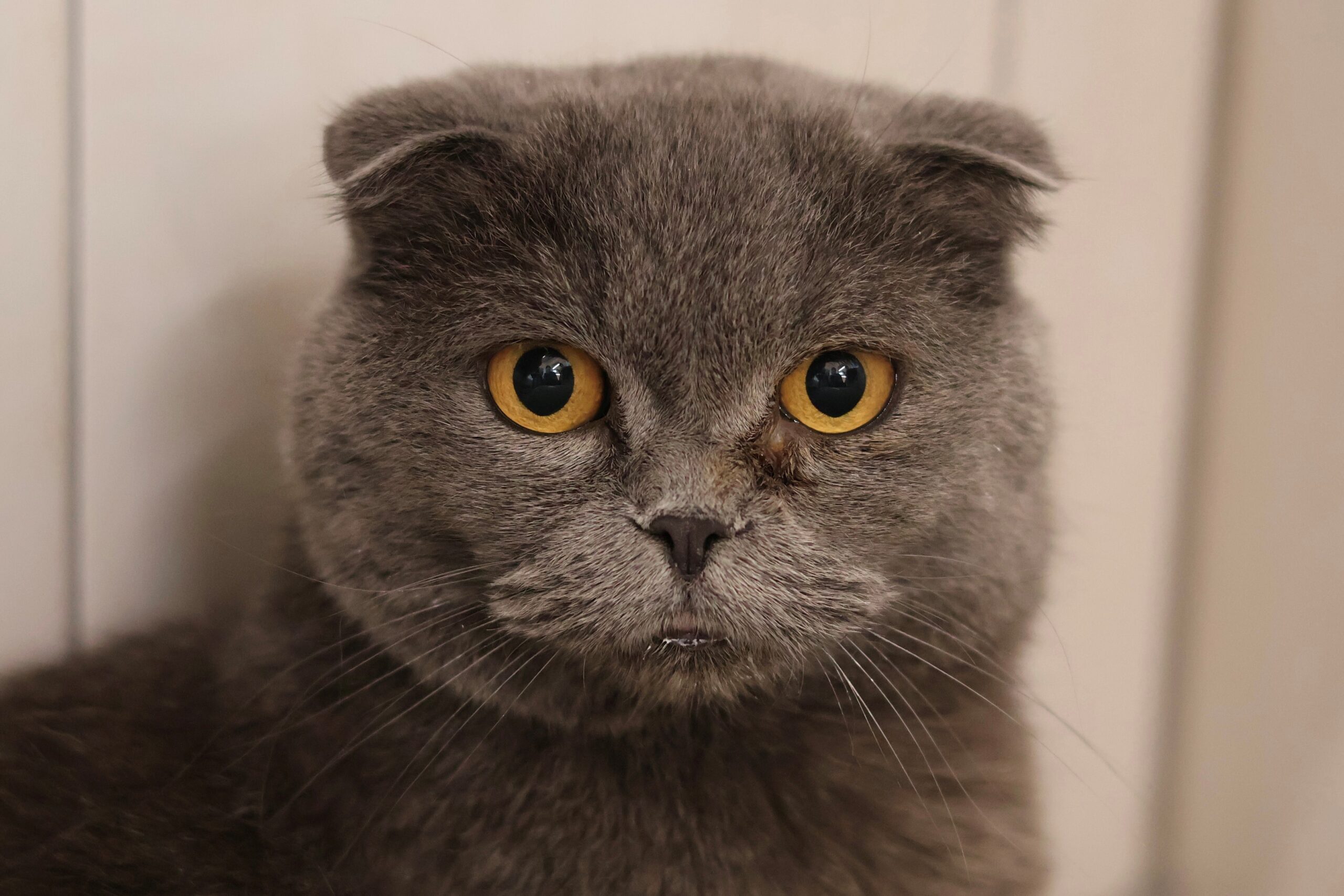 Scottish Fold Katze Verena