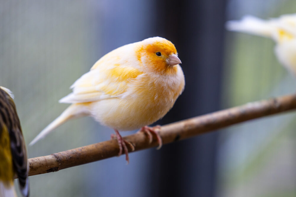 Kanarienvogel Kanarienvögel