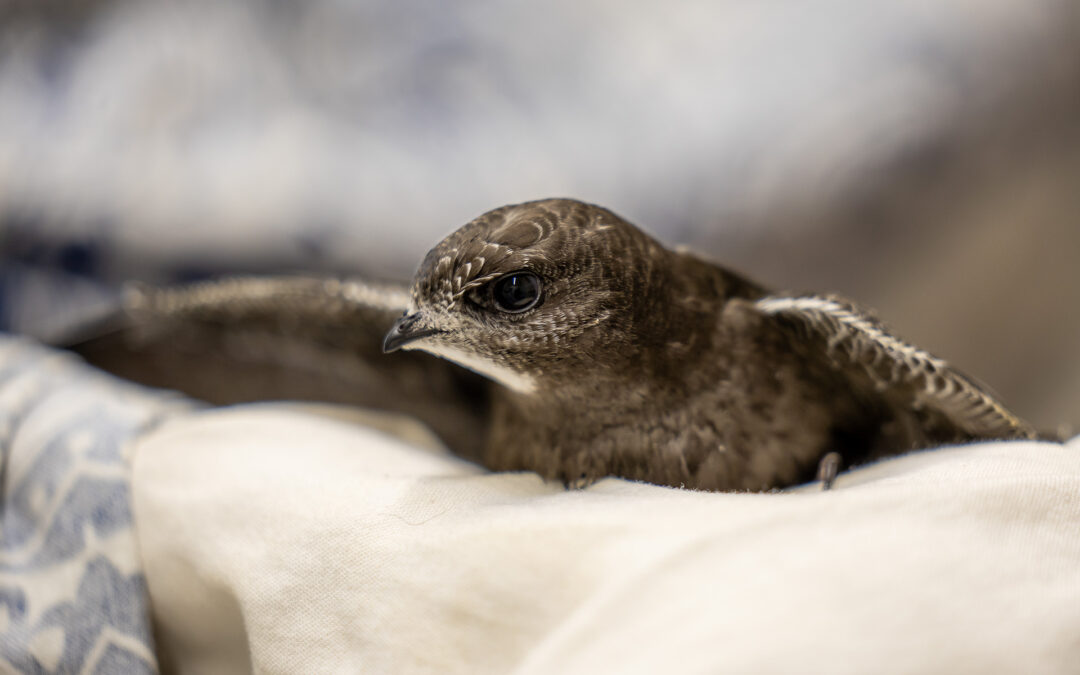 Auszeichnung „Vogelfreundliches Gebäude“