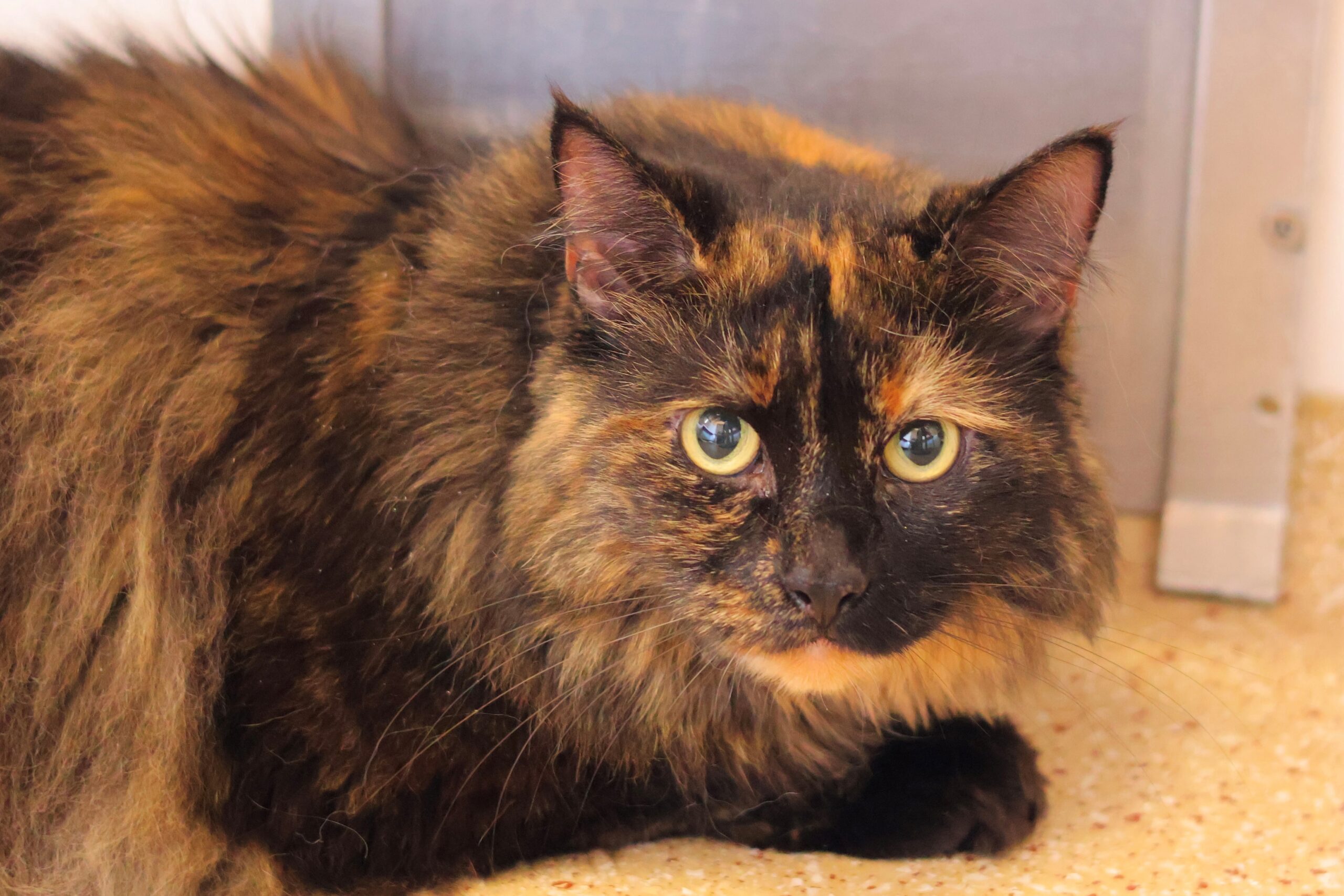 Maine-Coon-Mix Wanda