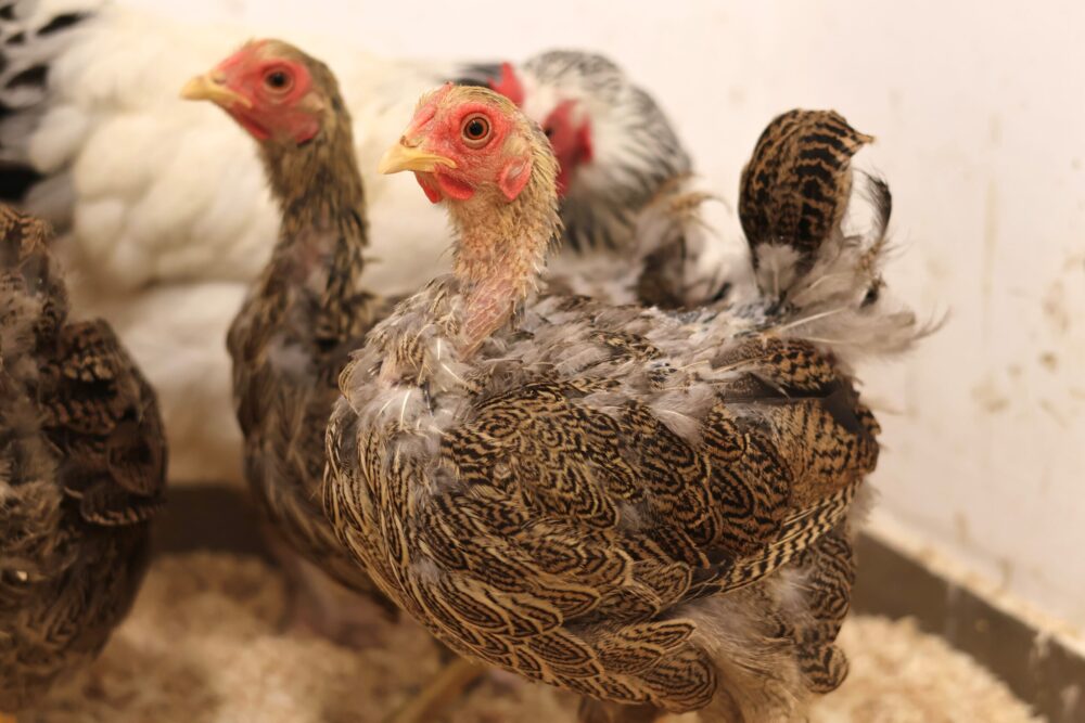 Wyandotte Lilia, Lilo & Lola