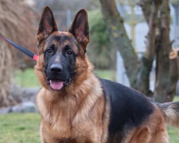 Deutscher Schäferhund Roy (von der Tanzdiele)