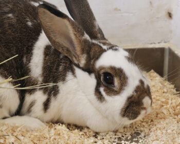 Deutscher Riese-Mix Nula