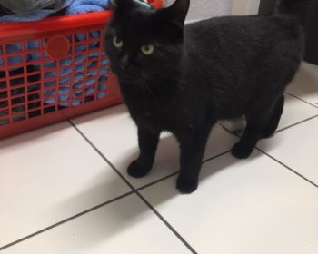 Katze Taima