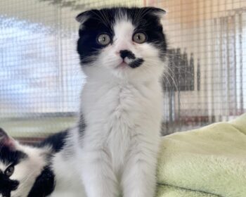 Scottisch Fold Urlula