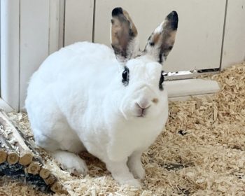 Rexkaninchen Schneeball