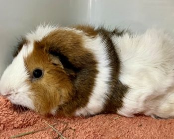 Rosetten-Meerschweinchen  Bibor