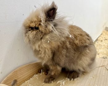 Kaninchen Morki Mümmelmann