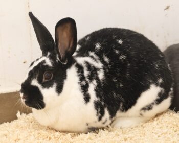 Deutscher Riese-Mix, Titania