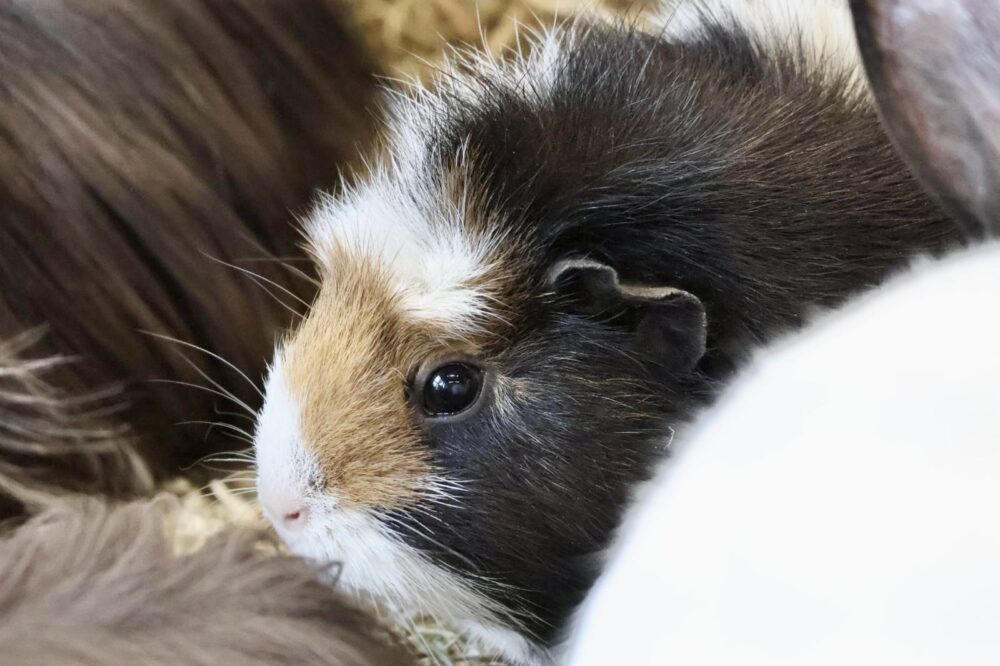 Rosetten-Mix Trüffel