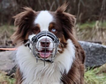 Australian Shepherd Ludi