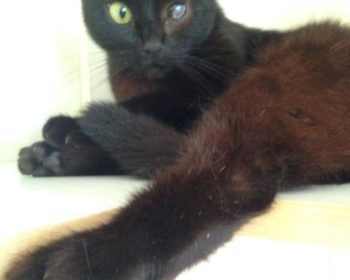 Katze Pandora