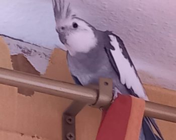 Vogel Alberta