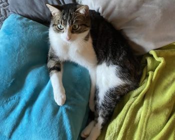 Katze Filu
