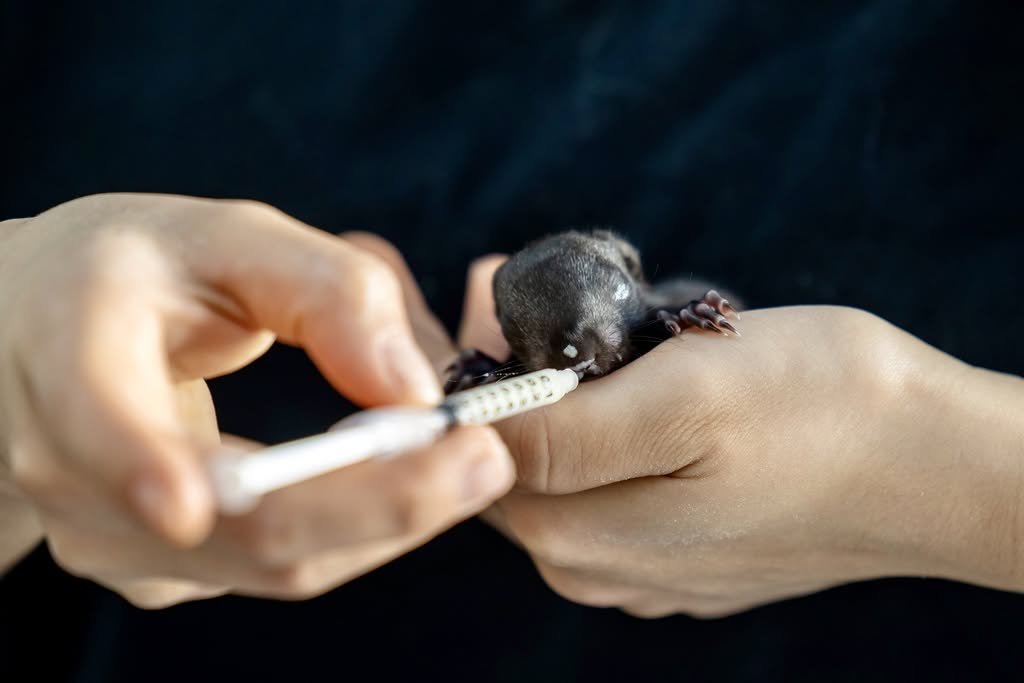 Eichhörnchen wird gefüttert